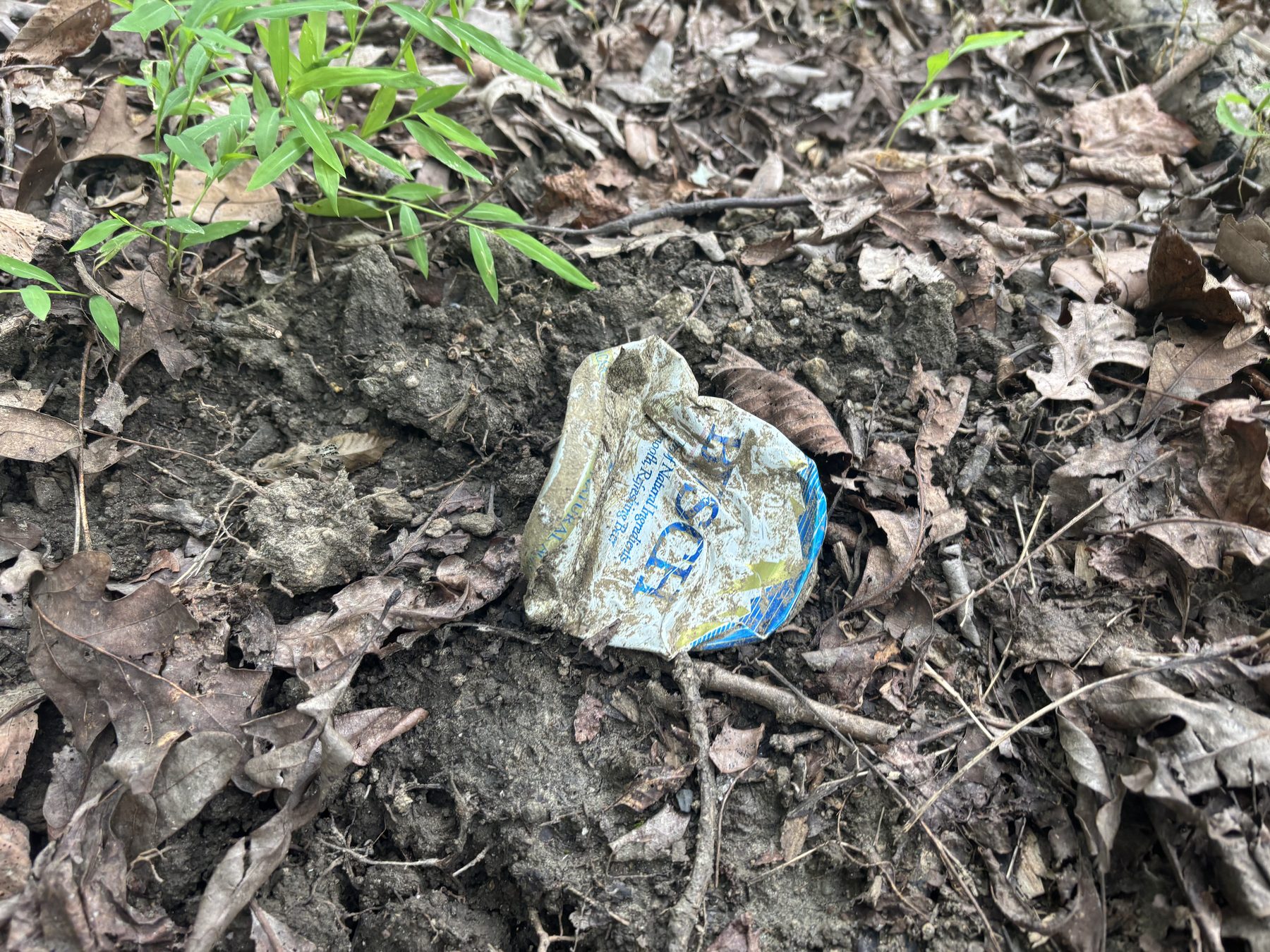 A crushed, half-buried aluminum beer can in leaf litter