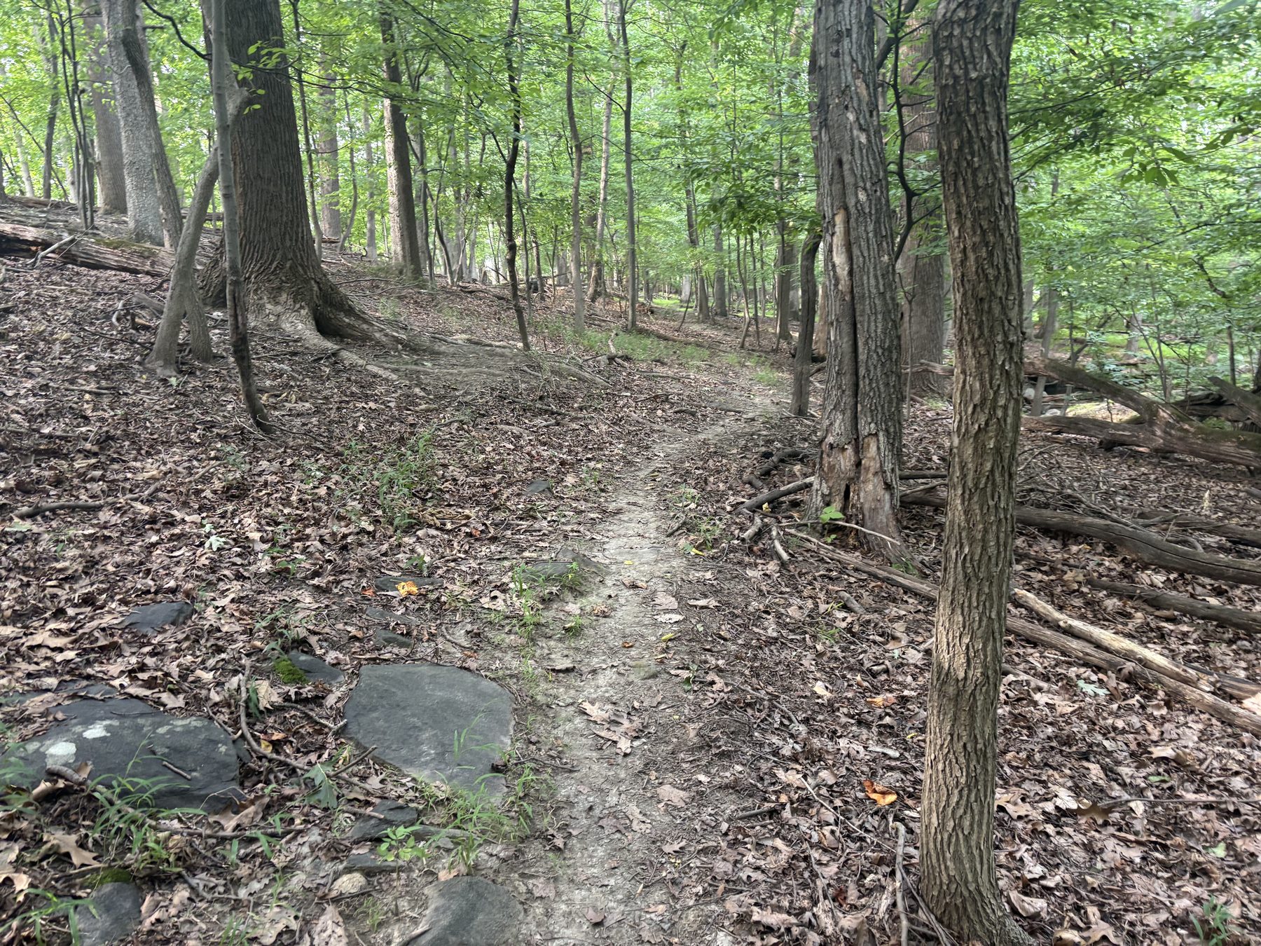An overgrown footpath winding through the woods